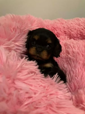 Les chiots de Cavalier King Charles Spaniel