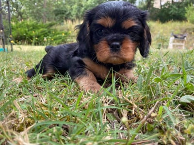Les chiots de Cavalier King Charles Spaniel