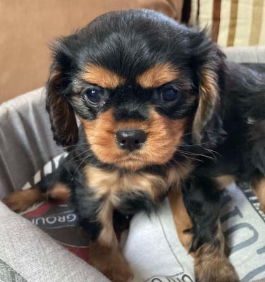 Les chiots de Cavalier King Charles Spaniel