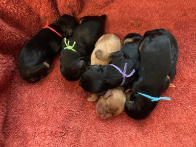 Les chiots de Cavalier King Charles Spaniel
