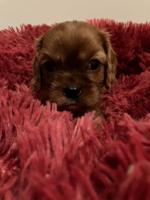 Les chiots de Cavalier King Charles Spaniel