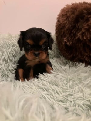 Les chiots de Cavalier King Charles Spaniel