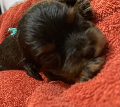 Les chiots de Cavalier King Charles Spaniel
