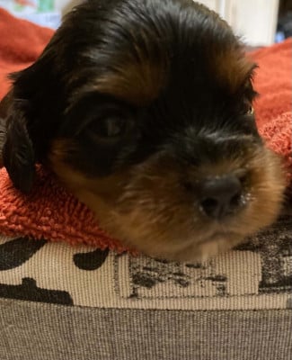 Les chiots de Cavalier King Charles Spaniel