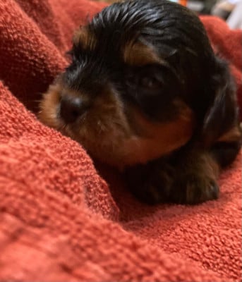 Les chiots de Cavalier King Charles Spaniel