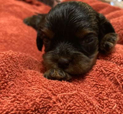 Les chiots de Cavalier King Charles Spaniel
