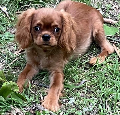 Les chiots de Cavalier King Charles Spaniel