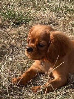 Les chiots de Cavalier King Charles Spaniel