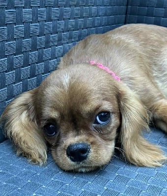 Les chiots de Cavalier King Charles Spaniel