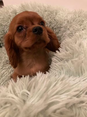 Les chiots de Cavalier King Charles Spaniel