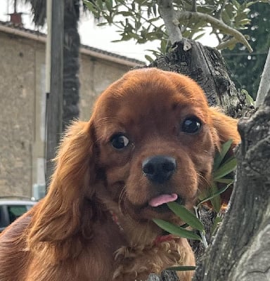 Les chiots de Cavalier King Charles Spaniel