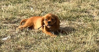 Les chiots de Cavalier King Charles Spaniel