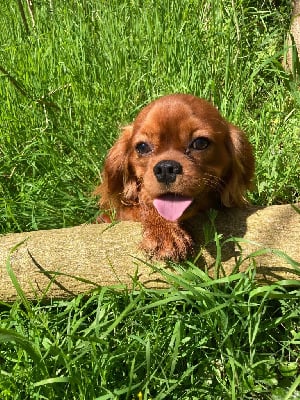 Les chiots de Cavalier King Charles Spaniel