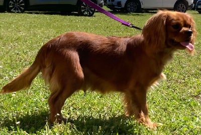 Les chiots de Cavalier King Charles Spaniel