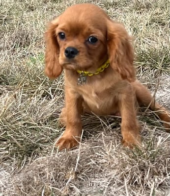 Les chiots de Cavalier King Charles Spaniel