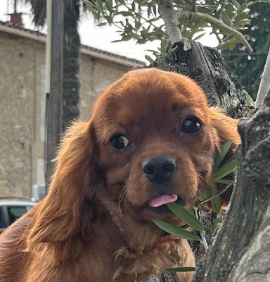 changement de nom possible
un gros doudou d'une gentillesse inouïe