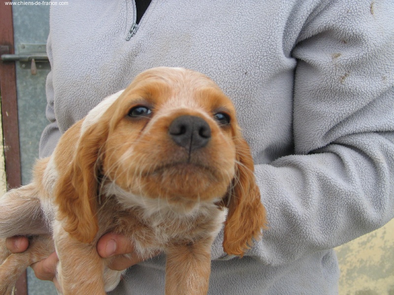 Photo Elevage Du Vallon De Beaudini Eleveur De Chiens Epagneul Breton