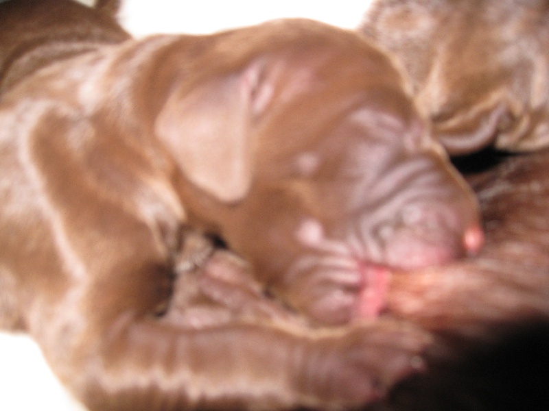 Publication : du vallon de Beaudini