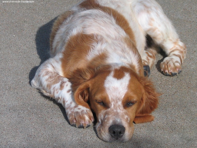 Photo Elevage Du Vallon De Beaudini Eleveur De Chiens Epagneul Breton