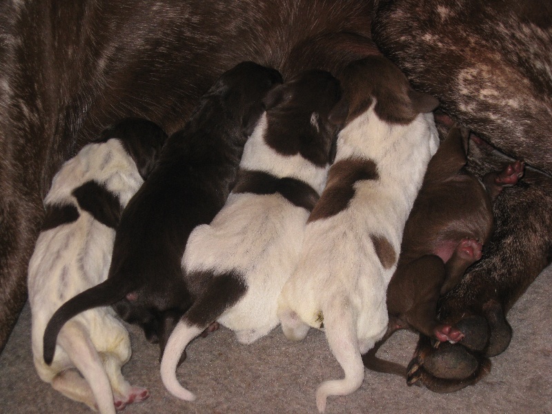 Publication : du vallon de Beaudini