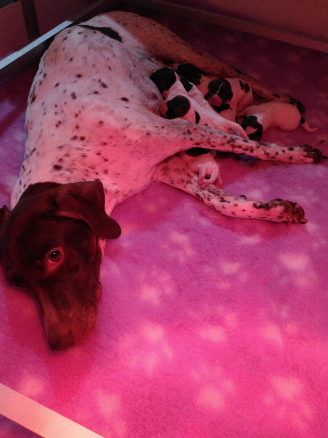 Braque français, type Pyrenees (petite taille) - du vallon de Beaudini