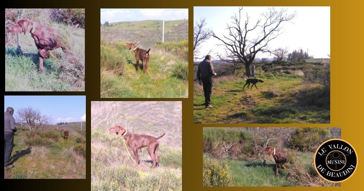Braque allemand à poil court - du vallon de Beaudini
