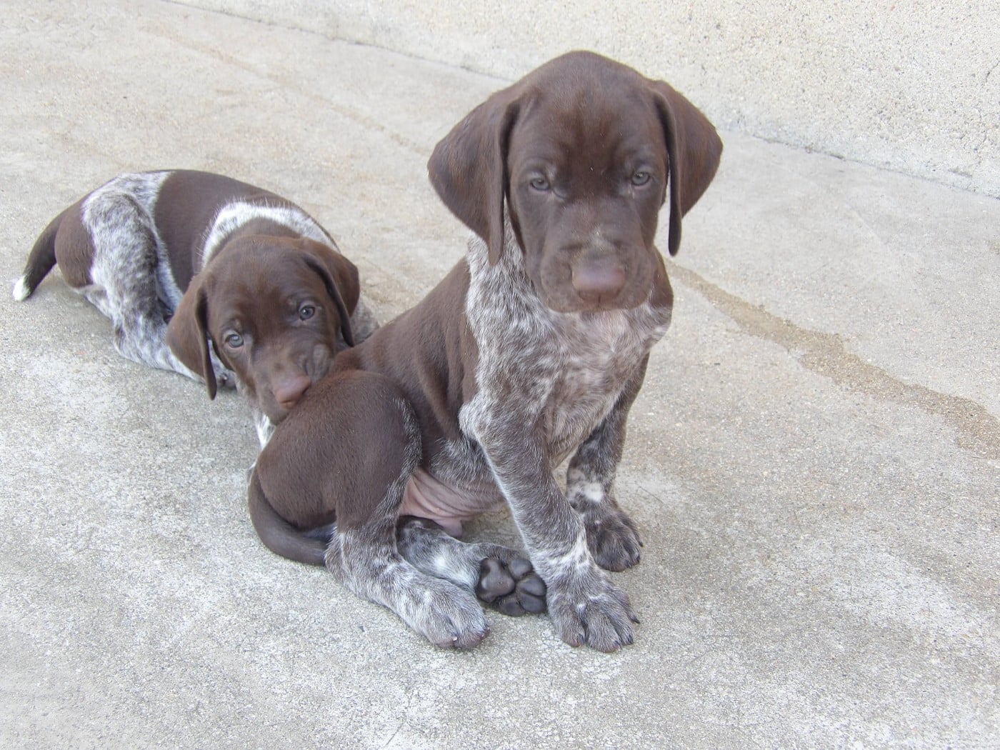 Chiot N°1