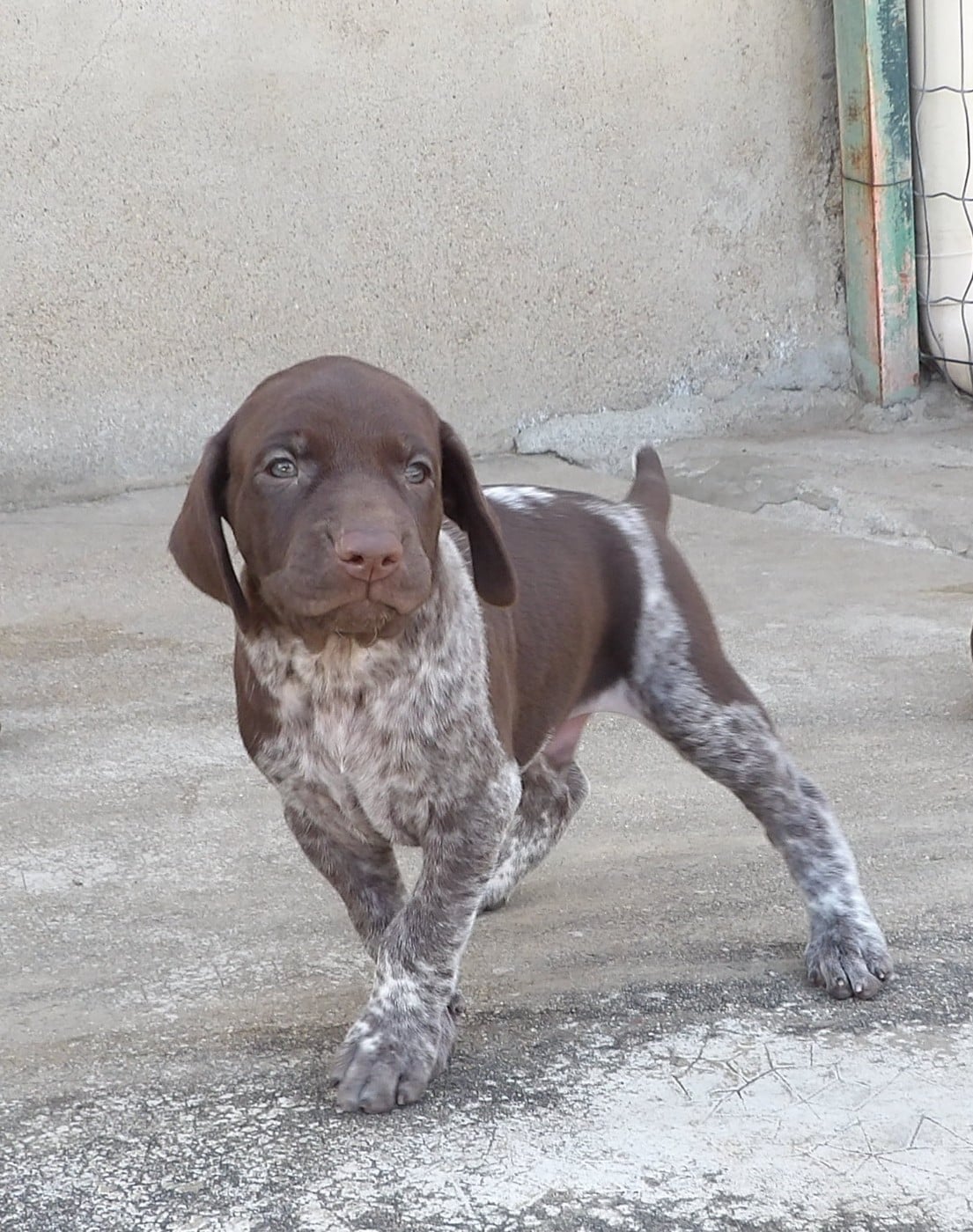 Chiot N°2