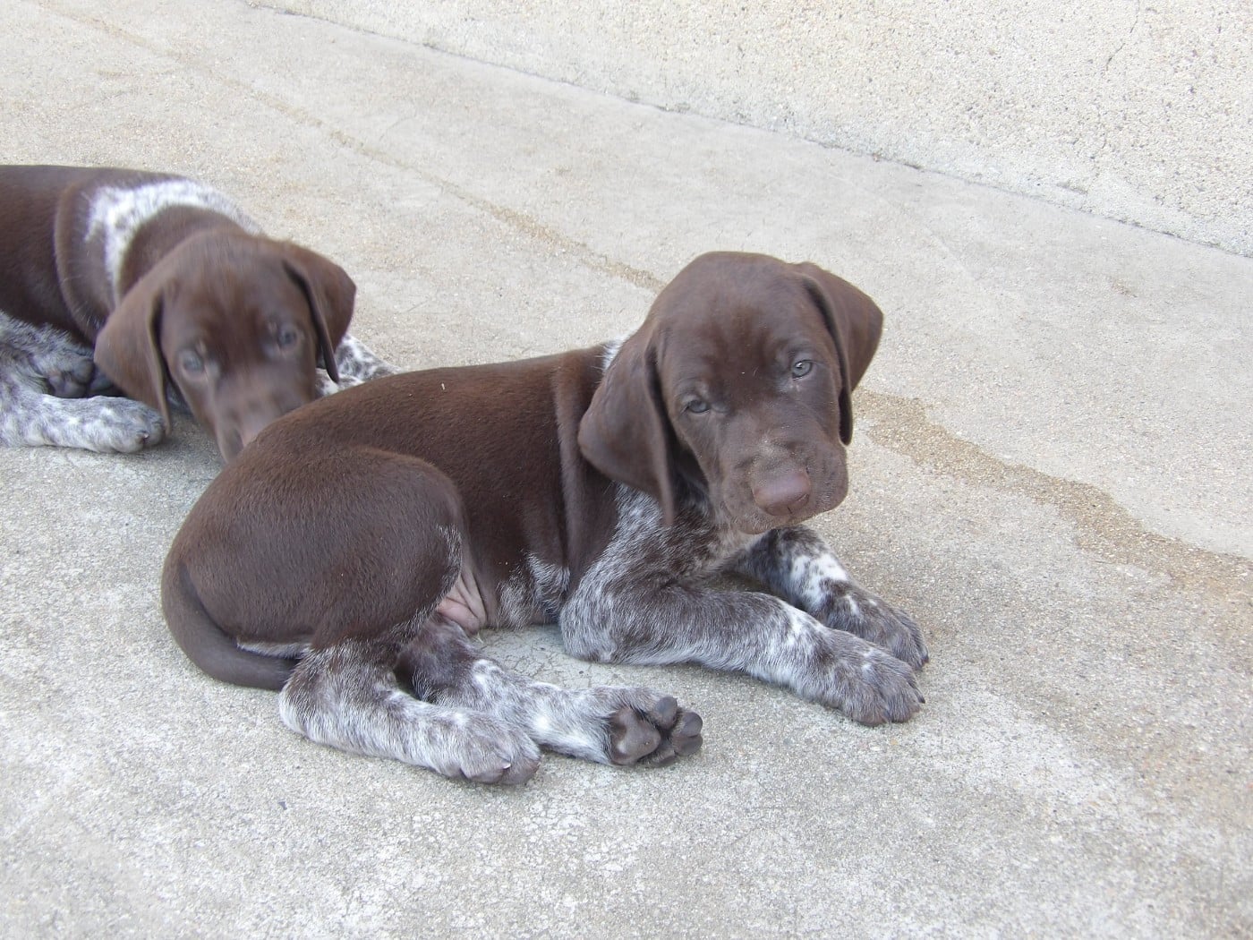 Chiot N°1