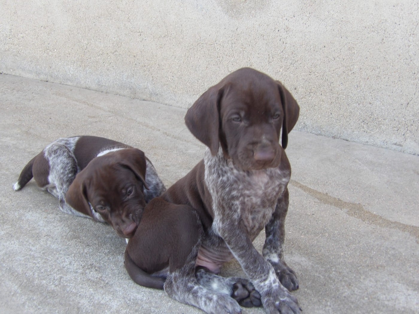 Chiot N°1