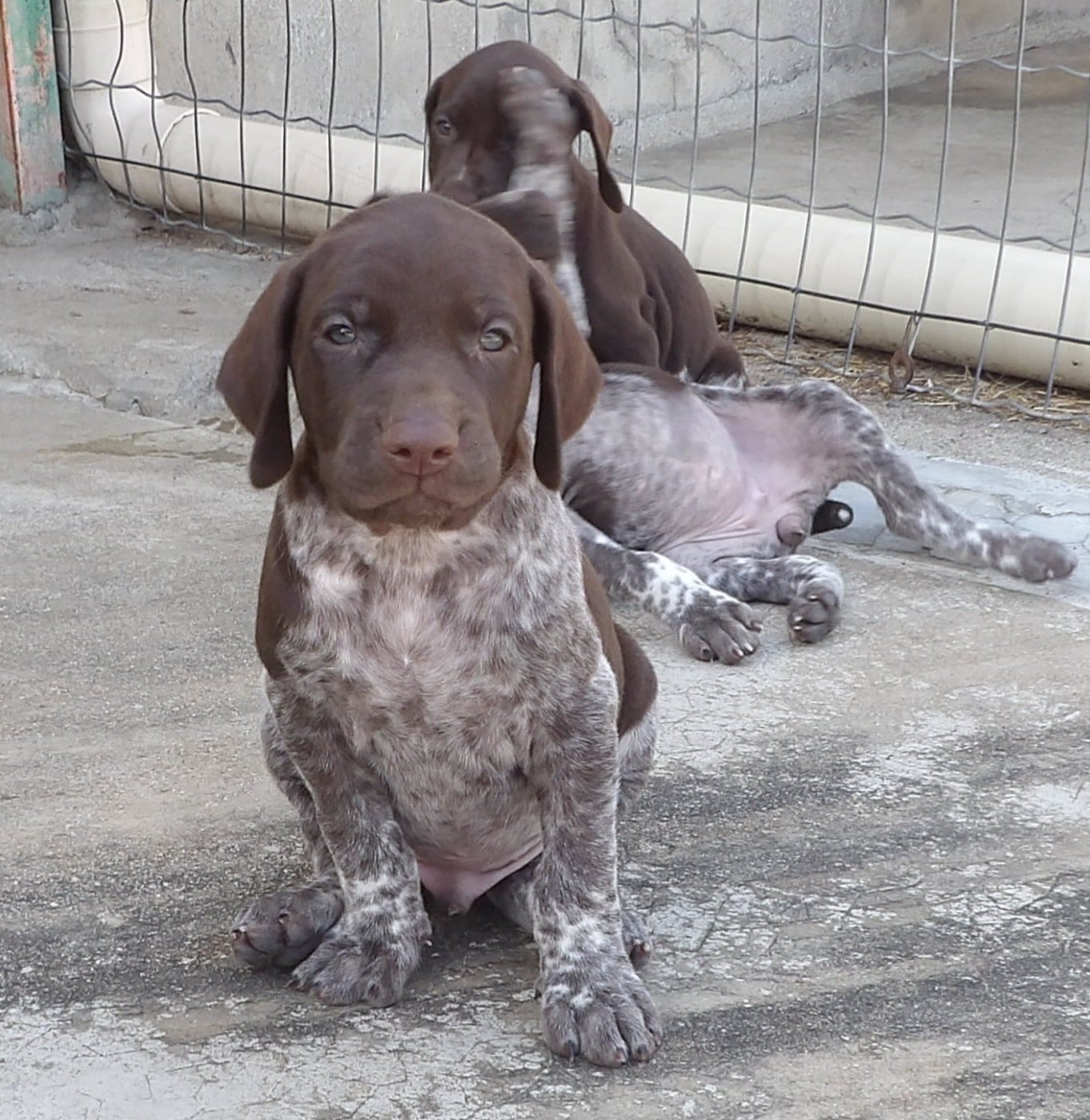 Chiot N°2