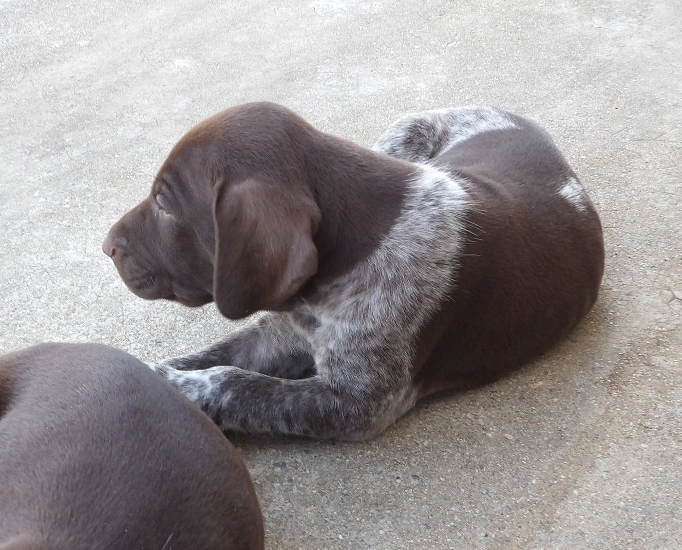 Chiot N°2