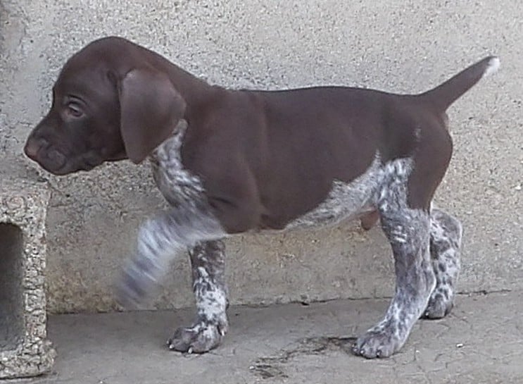 Chiot N°3