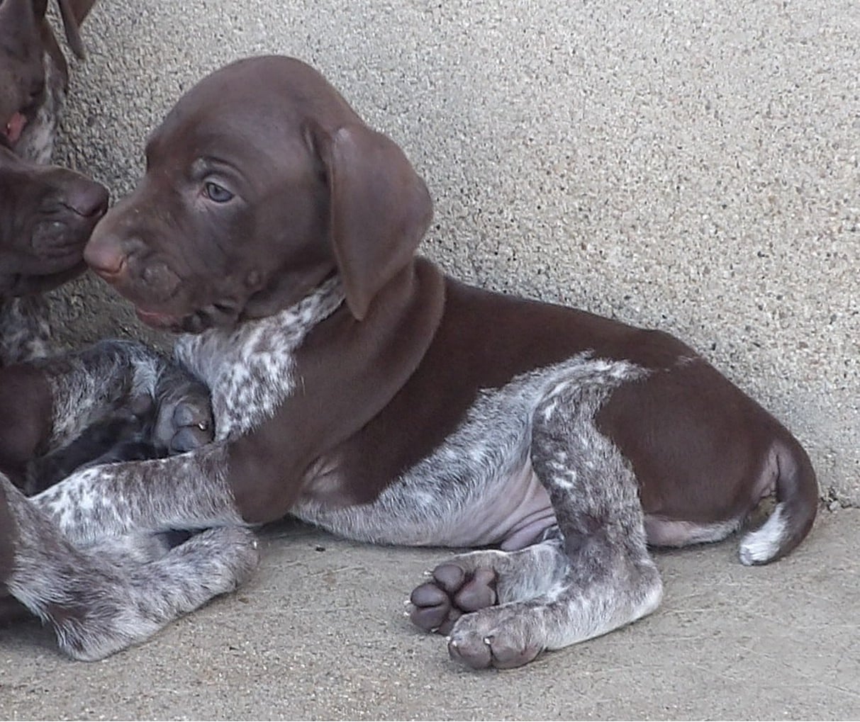 Chiot N°3