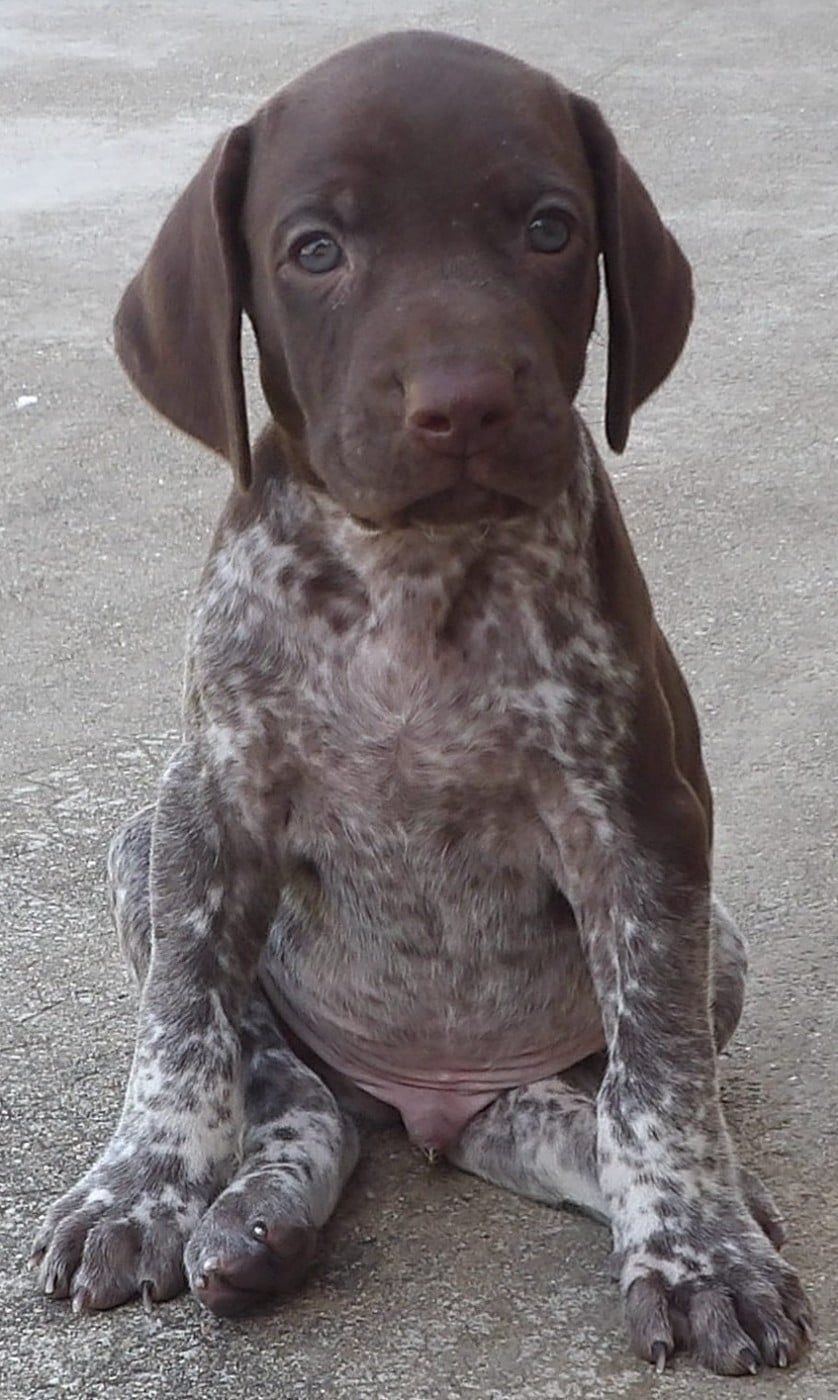 Chiot N°3