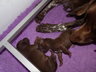 Braque allemand à poil court