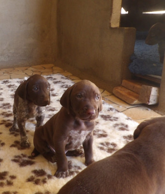 Les chiots de Braque allemand à poil court