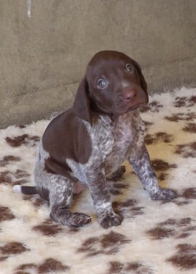 Les chiots de Braque allemand à poil court