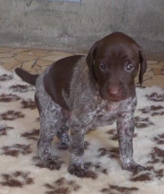 Les chiots de Braque allemand à poil court