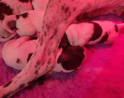 Les chiots de Braque français, type Pyrenees (petite taille)