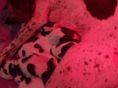 Les chiots de Braque français, type Pyrenees (petite taille)