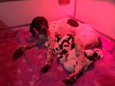 Les chiots de Braque français, type Pyrenees (petite taille)