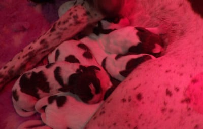 Les chiots de Braque français, type Pyrenees (petite taille)