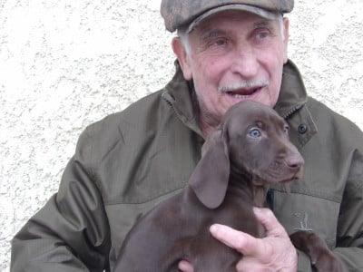 Les chiots de Braque allemand à poil court