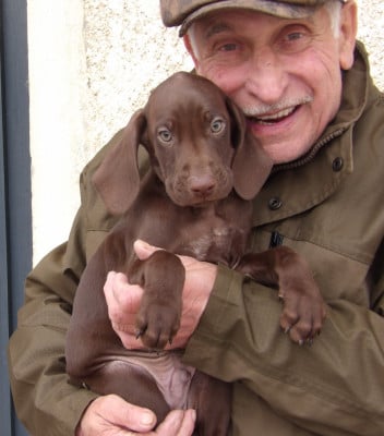 Les chiots de Braque allemand à poil court