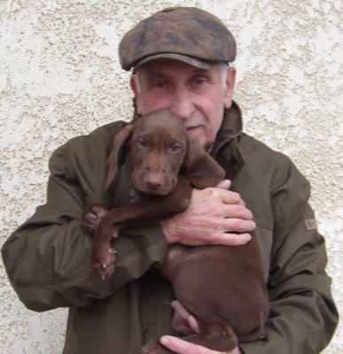 Les chiots de Braque allemand à poil court
