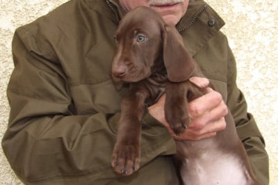 Les chiots de Braque allemand à poil court