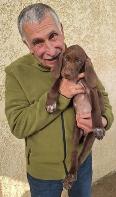 Les chiots de Braque allemand à poil court