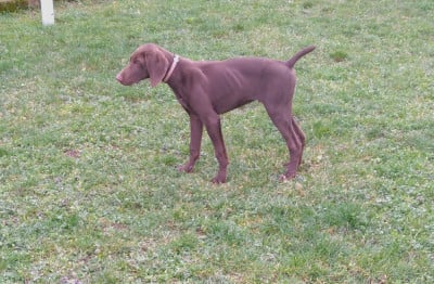Les chiots de Braque allemand à poil court