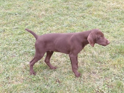 Les chiots de Braque allemand à poil court